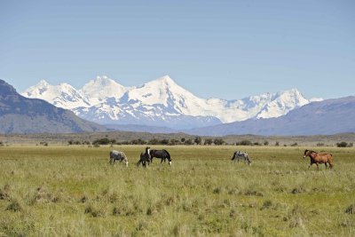 Horses-010712-Lago Argentino, El Calafate, Argentino-#1032.jpg