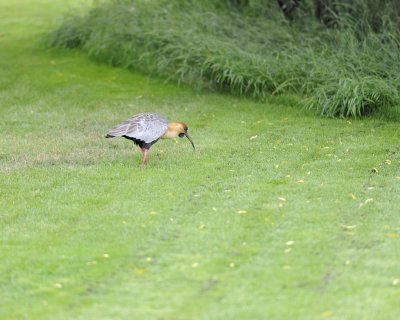 Ibis, Black-Faced-010812-Lago Argentino, El Calafate, Argentina-#1475.jpg