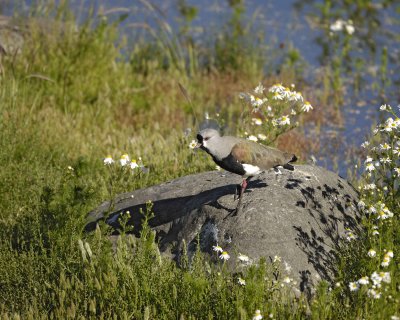 Lapwing, Southern-010712-Lago Argentino, El Calafate, Argentina-#0012.jpg