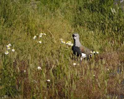 Lapwing, Southern-010712-Lago Argentino, El Calafate, Argentina-#0041.jpg