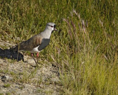 Gallery of Southern Lapwing