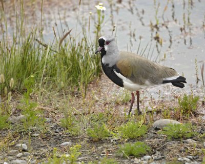 Lapwing, Southern-010812-Lago Argentino, El Calafate, Argentina-#0787.jpg