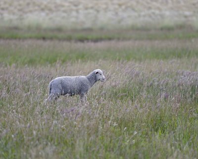 Sheep-010312-Colg River, Argentina-#0205.jpg