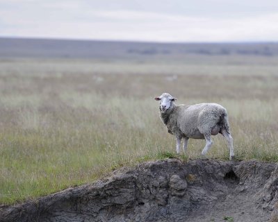 Sheep-010312-Colg River, Argentina-#0212.jpg