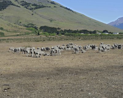 Sheep-010712-Lago Argentino, El Calafate, Argentina-#971.jpg