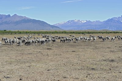 Sheep-010712-Lago Argentino, El Calafate, Argentina-#991.jpg