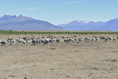 Sheep-010712-Lago Argentino, El Calafate, Argentina-#999.jpg