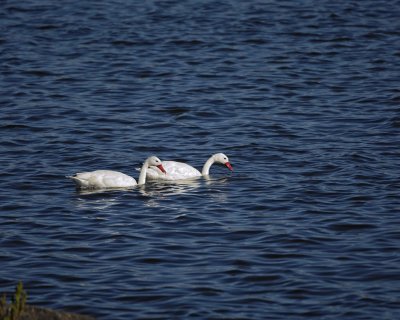Swan, Coscoroba-010712-Lago Argentino, El Calafate, Argentina-#0102.jpg