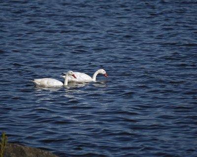 Swan, Coscoroba-010712-Lago Argentino, El Calafate, Argentina-#0103.jpg