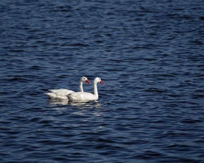 Swan, Coscoroba-010712-Lago Argentino, El Calafate, Argentina-#0109.jpg