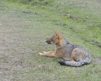 Fox, Andean-011112-Torres del Paine Natl Park, Chile-#0042.jpg