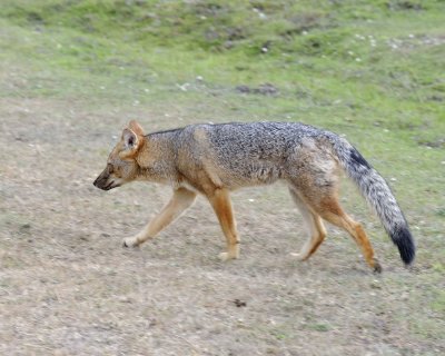 Fox, Andean-011112-Torres del Paine Natl Park, Chile-#0065.jpg