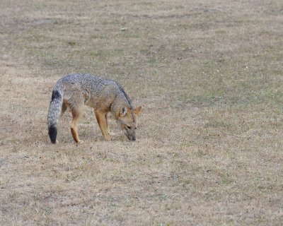 Fox, Andean-011112-Torres del Paine Natl Park, Chile-#0084.jpg