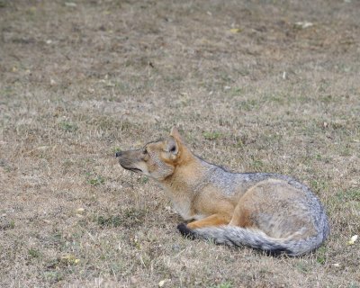 Fox, Andean-011112-Torres del Paine Natl Park, Chile-#0946.jpg