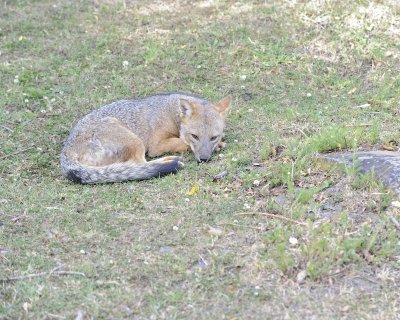 Fox, Andean-011112-Torres del Paine Natl Park, Chile-#1159.jpg