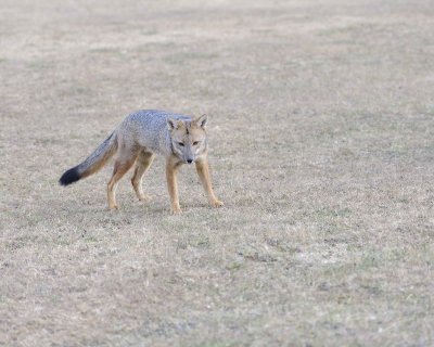 Fox, Andean-011112-Torres del Paine Natl Park, Chile-#1254.jpg