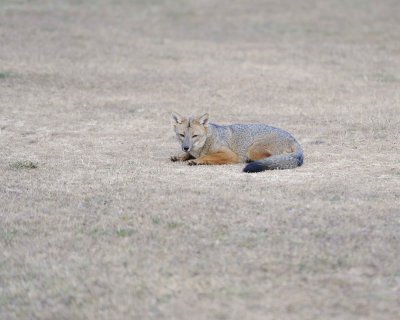 Fox, Andean-011112-Torres del Paine Natl Park, Chile-#1279.jpg