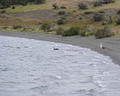 Goose, Upland, Family-011112-Laguna Azul, Torres Del Paine Natl Park, Chile.jpg