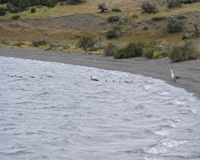 Goose, Upland, Family-011112-Laguna Azul, Torres Del Paine Natl Park, Chile-#0368.jpg