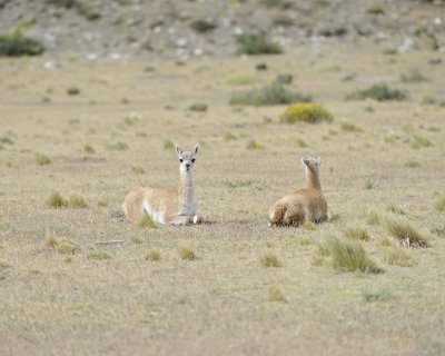 Guanaco, 2 Chulengo-010912-Torres Del Paine Natl Park, Chile-#0066.jpg