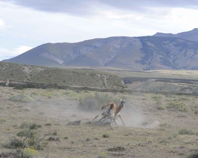 Guanaco, 2 fighting-011212-Torres del Paine Natl Park, Chile-#0469.jpg