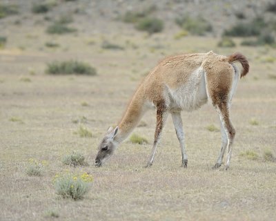 Guanaco-010912-Torres Del Paine Natl Park, Chile-#0061.jpg