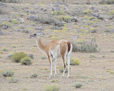 Guanaco-011112-Torres Del Paine Natl Park, Chile-#0243.jpg