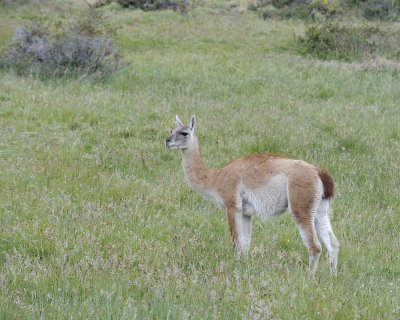 Guanaco-011112-Torres Del Paine Natl Park, Chile-#0557.jpg