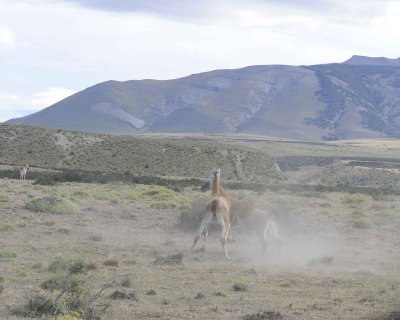 Guanaco, 2 fighting-011212-Torres del Paine Natl Park, Chile-#0477.jpg