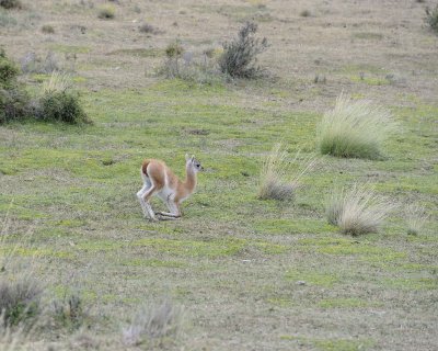 Guanaco, Chulengo-011112-Torres Del Paine Natl Park, Chile-#034.jpg