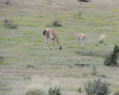 Guanaco, Female & Chulengo-011112-Torres Del Paine Natl Park, Chile-#0317.jpg