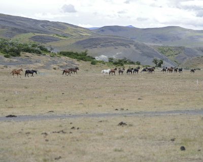 Horses-010912-Torres Del Paine Natl Park, Chile-#0160.jpg
