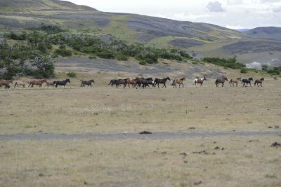 Horses-010912-Torres Del Paine Natl Park, Chile-#0164.jpg