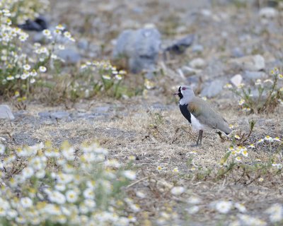 Lapwing, Southern-011212-Torres Del Paine Natl Park, Chile-#0879.jpg