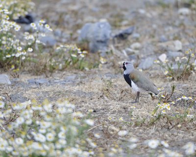 Lapwing, Southern-011212-Torres Del Paine Natl Park, Chile-#0880.jpg