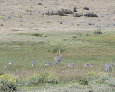 Rhea, Lesser, w chicks-011212-Torres del Paine Natl Park, Chile-#0512.jpg