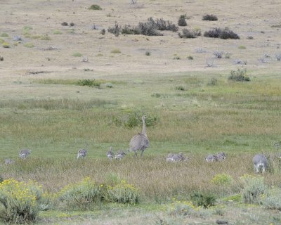 Rhea, Lesser, w chicks-011212-Torres del Paine Natl Park, Chile-#0513.jpg