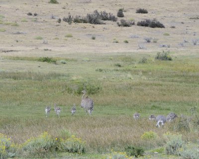 Rhea, Lesser, w chicks-011212-Torres del Paine Natl Park, Chile-#0526.jpg