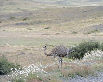 Rhea, Lesser-011112-Torres Del Paine Natl Park, Chile-#0664.jpg