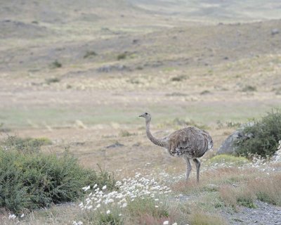 Rhea, Lesser-011112-Torres Del Paine Natl Park, Chile-#0697.jpg