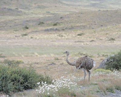 Rhea, Lesser-011112-Torres Del Paine Natl Park, Chile-#0710.jpg