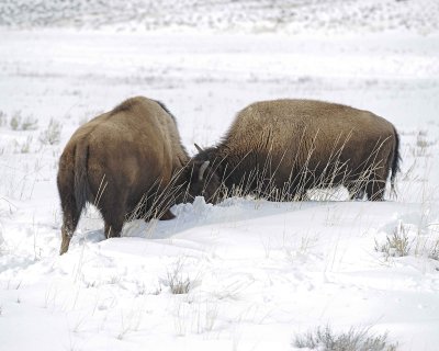 Bison, 2 head butting-021612-Tower Junction, Yellowstone NP-#0431.jpg