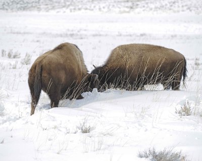 Bison, 2 head butting-021612-Tower Junction, Yellowstone NP-#0432.jpg
