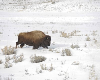 Bison-021612-Tower Junction, Yellowstone NP-#0312.jpg