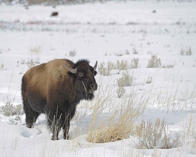 Bison-021612-Tower Junction, Yellowstone NP-#0384.jpg