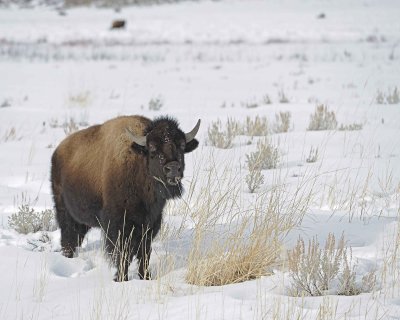 Bison-021612-Tower Junction, Yellowstone NP-#0399.jpg