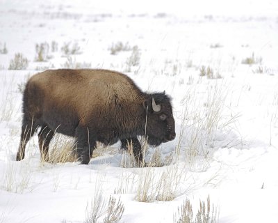 Bison-021612-Tower Junction, Yellowstone NP-#0412.jpg