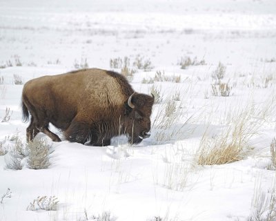 Bison-021612-Tower Junction, Yellowstone NP-#0420.jpg