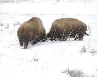 Bison, 2 head butting-021612-Tower Junction, Yellowstone NP-#0436.jpg
