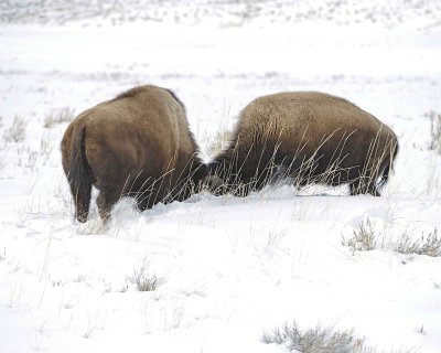 Bison, 2 head butting-021612-Tower Junction, Yellowstone NP-#0438.jpg